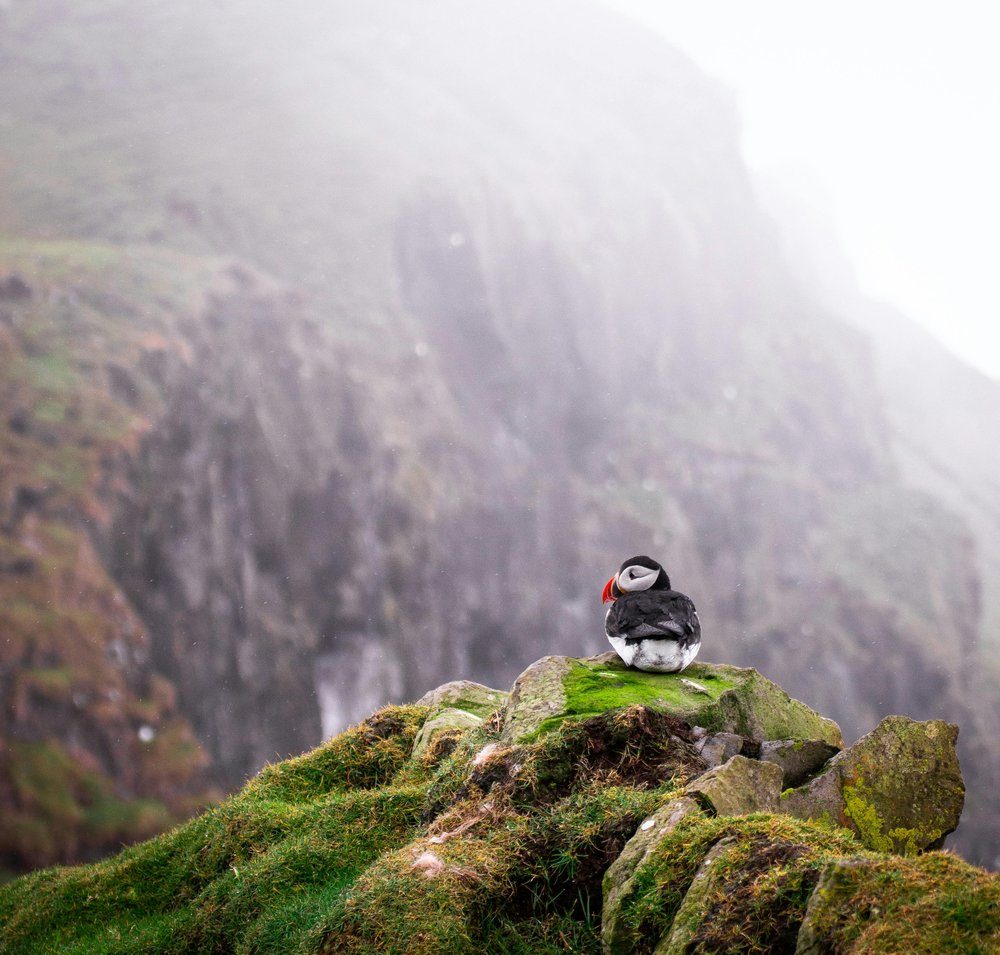 puffin watching in NL puffin watching in NL